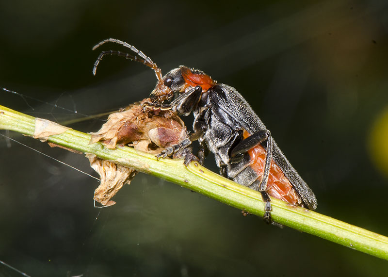 Cantharis rustica ?  S  !